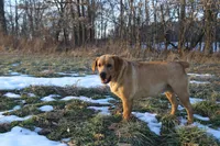 Penny, a female Labrador Retriever for sale in Ina, IL – Photo 6 of 6