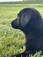 Carla, a female Boxer and Labrador Retriever for sale in Ina, IL – 7 of 10