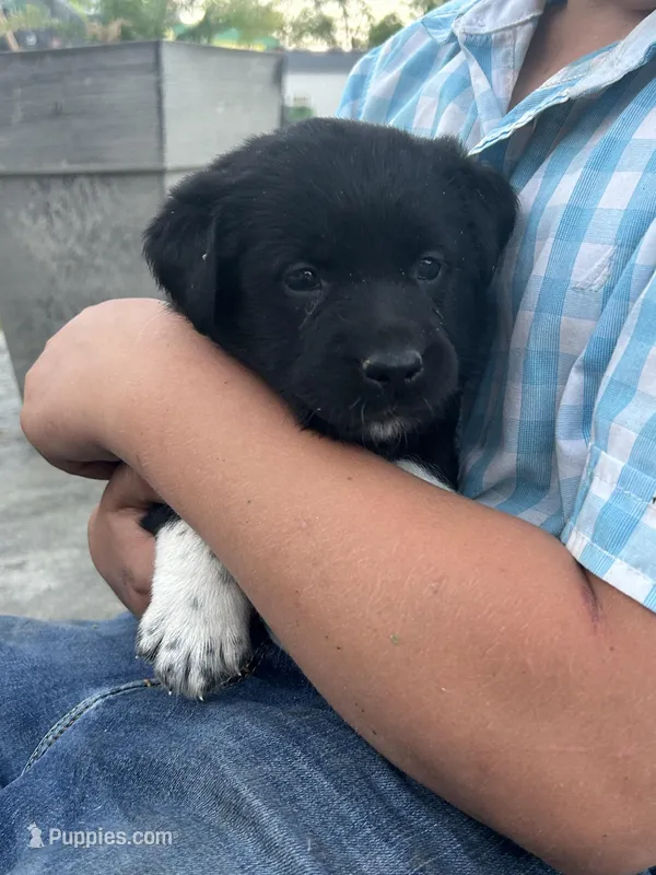 Carmen – Boxer, Labrador Retriever puppy for sale in Ina, IL