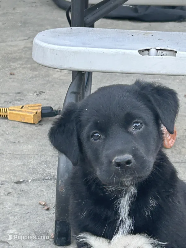 Carmen – Boxer, Labrador Retriever puppy for sale in Ina, IL