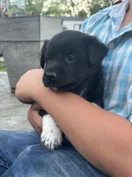 Carmen, a female Boxer and Labrador Retriever for sale in Ina, IL – Photo 3 of 3