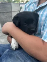 Carmen, a female Boxer and Labrador Retriever for sale in Ina, IL – Photo 2 of 3