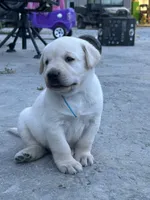 Elvis, a male Labrador Retriever for sale in Ina, IL – 2 of 3