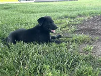 Crissy , a female Boxer and Labrador Retriever for sale in Ina, IL – 4 of 6