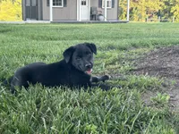 Crissy , a female Boxer and Labrador Retriever for sale in Ina, IL – 5 of 6