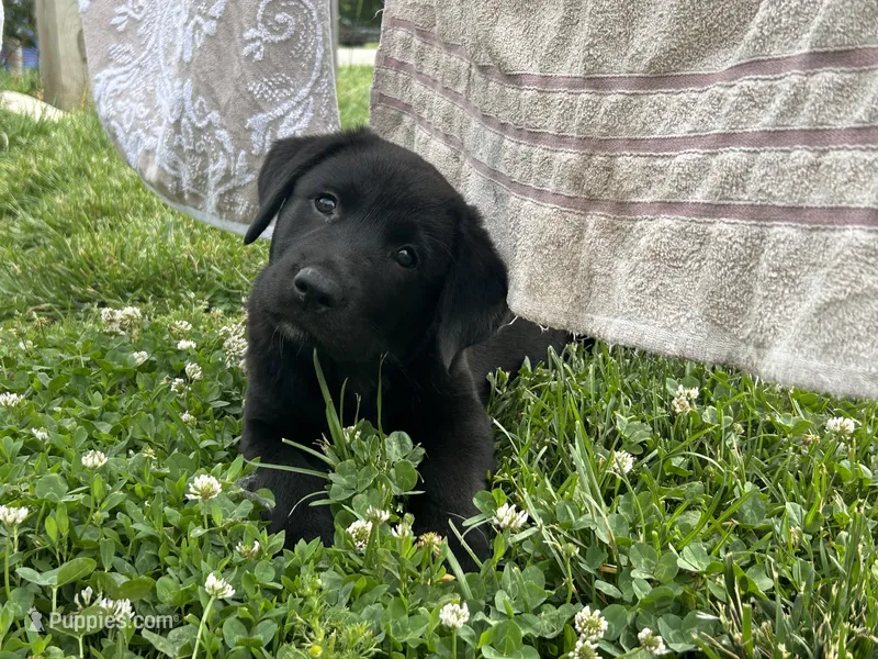 Candace – Boxer, Labrador Retriever puppy for sale in Ina, IL
