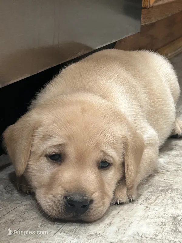 Ellen – Labrador Retriever puppy for sale in Ina, IL