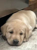 Ellen, a female Labrador Retriever for sale in Ina, IL – 1 of 3