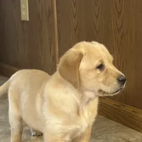 Leah, a female Labrador Retriever and English Cream Golden Retriever for sale in Ina, IL – Photo 2 of 3