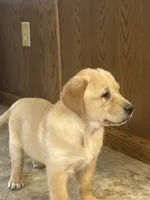 Leah, a female Labrador Retriever and English Cream Golden Retriever for sale in Ina, IL – Photo 2 of 3