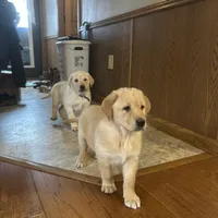 Leah, a female Labrador Retriever and English Cream Golden Retriever for sale in Ina, IL – Photo 3 of 3