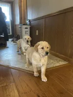 Leah, a female Labrador Retriever and English Cream Golden Retriever for sale in Ina, IL – Photo 3 of 3