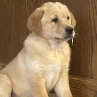 Leah, a female Labrador Retriever and English Cream Golden Retriever for sale in Ina, IL – Photo 1 of 3