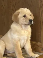 Leah, a female Labrador Retriever and English Cream Golden Retriever for sale in Ina, IL – Photo 1 of 3