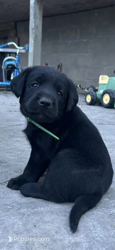Elvis – Labrador Retriever puppy for sale in Ina, IL