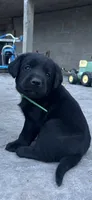 Elvis, a male Labrador Retriever for sale in Ina, IL – 1 of 2