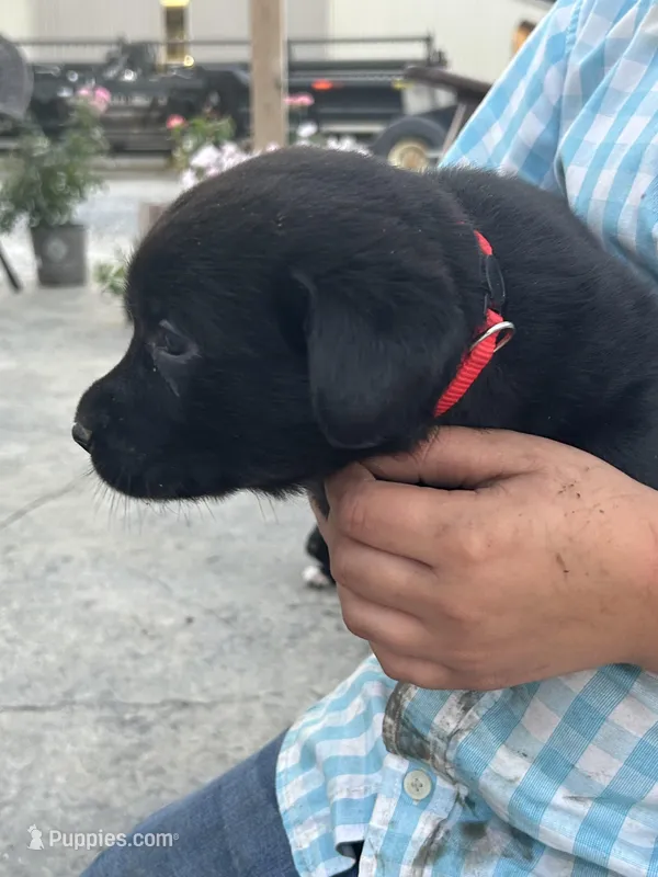Carla – Boxer, Labrador Retriever puppy for sale in Ina, IL
