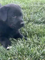 Carla, a female Boxer and Labrador Retriever for sale in Ina, IL – 5 of 10