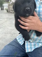 Carla, a female Boxer and Labrador Retriever for sale in Ina, IL – Photo 2 of 2