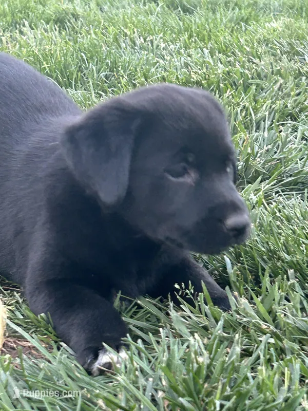 Carla – Boxer, Labrador Retriever puppy for sale in Ina, IL