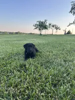 Carla, a female Boxer and Labrador Retriever for sale in Ina, IL – 10 of 10