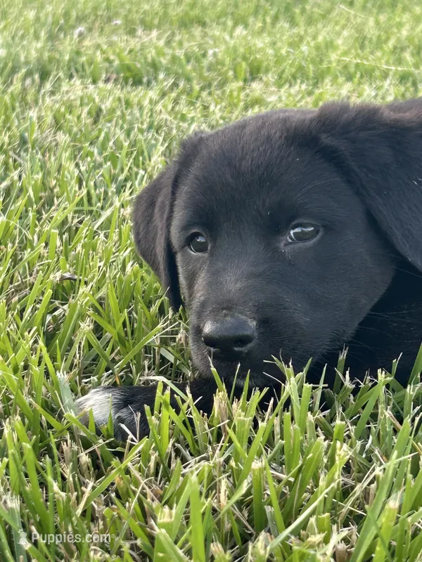 Carla – Boxer, Labrador Retriever puppy for sale in Ina, IL
