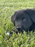 Carla, a female Boxer and Labrador Retriever for sale in Ina, IL – 1 of 10