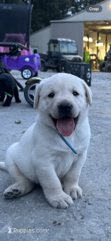 Elvis – Labrador Retriever puppy for sale in Ina, IL