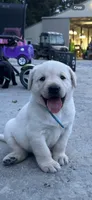 Elvis, a male Labrador Retriever for sale in Ina, IL – 1 of 3