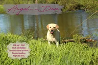 Abby, a female Labrador Retriever for sale in Ina, IL – Photo 4 of 6