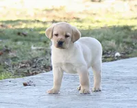 Abby, a female Labrador Retriever for sale in Ina, IL – Photo 1 of 6
