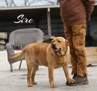 Abby, a female Labrador Retriever for sale in Ina, IL – Photo 5 of 6