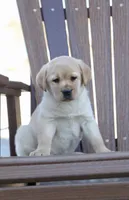 Abby, a female Labrador Retriever for sale in Ina, IL – Photo 2 of 6