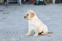 Abby, a female Labrador Retriever for sale in Ina, IL – Photo 3 of 6