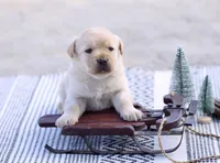 Abby, a female Labrador Retriever for sale in Ina, IL – Photo 6 of 6