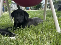 Candace, a female Boxer and Labrador Retriever for sale in Ina, IL – 4 of 4