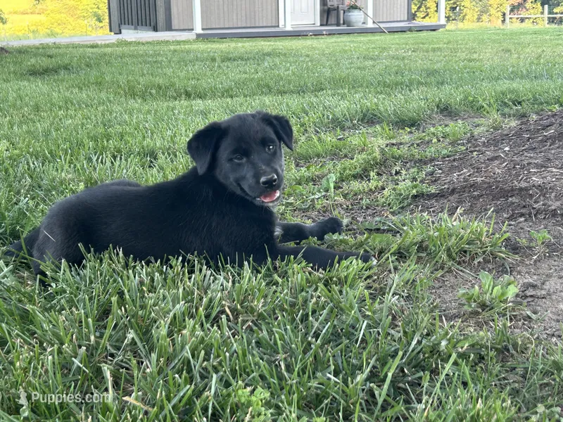 Crissy  – Boxer, Labrador Retriever puppy for sale in Ina, IL