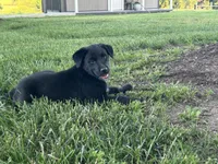 Crissy , a female Boxer and Labrador Retriever for sale in Ina, IL – 1 of 6