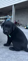 Elvis, a male Labrador Retriever for sale in Ina, IL – 2 of 2