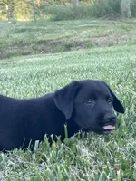 Carla, a female Boxer and Labrador Retriever for sale in Ina, IL – 6 of 10