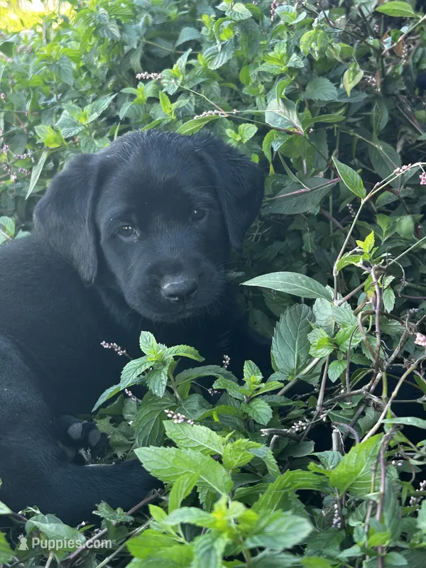 EVAN – Labrador Retriever puppy for sale in Ina, IL