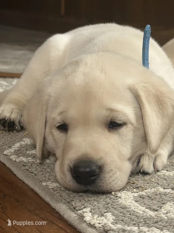 Elvis – Labrador Retriever puppy for sale in Ina, IL