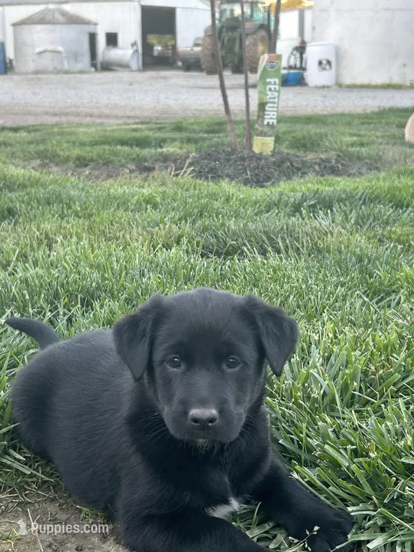 Crissy , a female Boxer and Labrador Retriever for sale in Ina, IL – 1 of 3