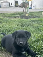 Crissy , a female Boxer and Labrador Retriever for sale in Ina, IL – 1 of 3