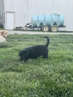 Crissy , a female Boxer and Labrador Retriever for sale in Ina, IL – 2 of 3
