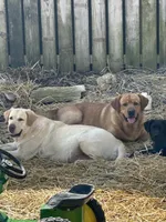 Crissy , a female Boxer and Labrador Retriever for sale in Ina, IL – 3 of 3