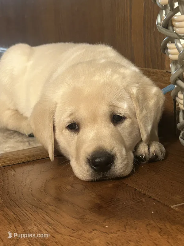 Everette  – Labrador Retriever puppy for sale in Ina, IL