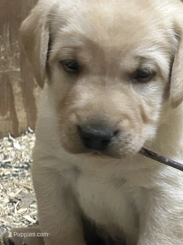 Everette  – Labrador Retriever puppy for sale in Ina, IL