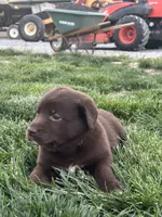 Caleb, a male Boxer and Labrador Retriever for sale in Ina, IL – Photo 4 of 5