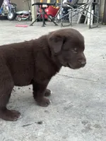 Caleb, a male Boxer and Labrador Retriever for sale in Ina, IL – Photo 3 of 5